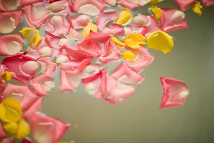 Picture of ROSE PETALS