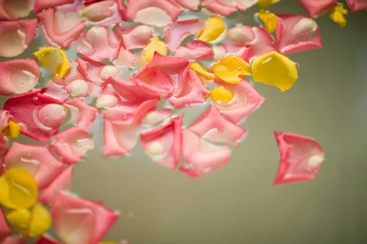 Picture of ROSE PETALS