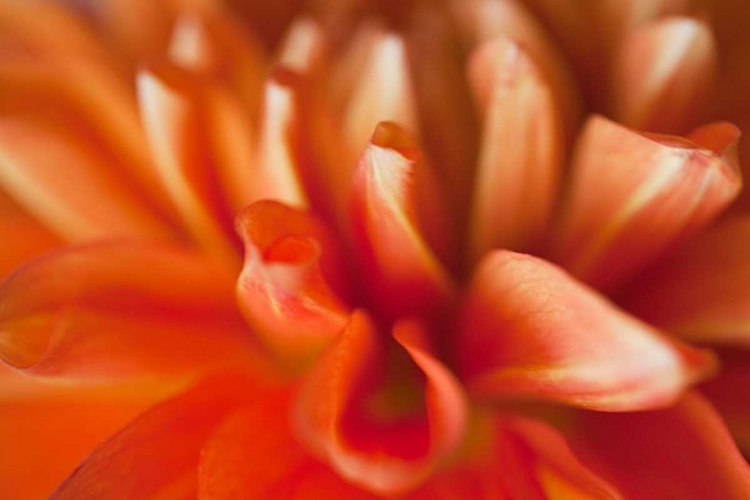 Picture of ORANGE DAHLIA