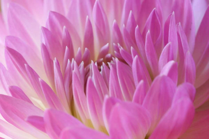 Picture of PINK DAHLIA