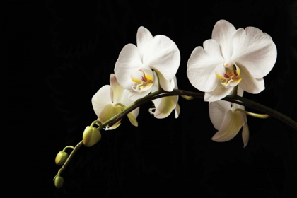 Picture of ORCHID ON BLACK