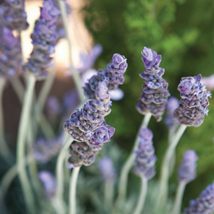 Picture of LAVENDER II