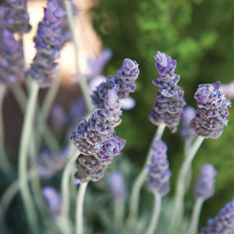 Picture of LAVENDER II