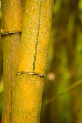 Picture of BAMBOO I