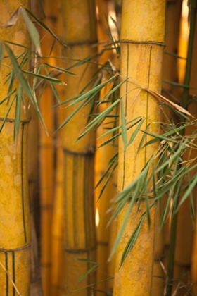 Picture of BAMBOO II