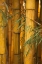 Picture of BAMBOO II