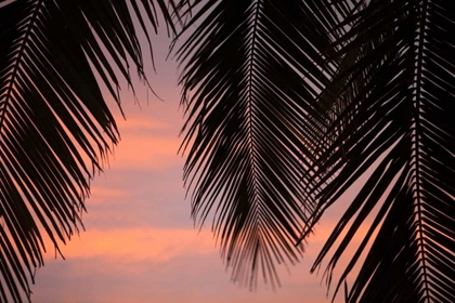 Picture of PALMS AT SUNSET