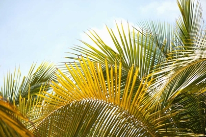 Picture of PALMS AT NOON