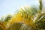 Picture of PALMS AT NOON