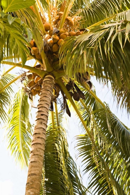 Picture of BEACH PALM I