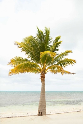 Picture of BEACH PALM II