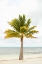 Picture of BEACH PALM II
