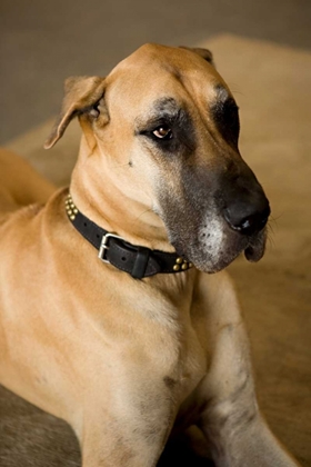 Picture of GREAT DANE