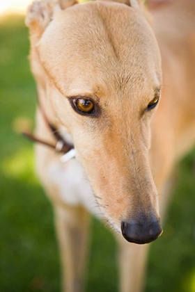 Picture of GREYHOUND