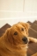 Picture of GOLDIE I