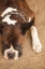 Picture of BOXER