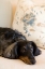 Picture of DACHSHUND