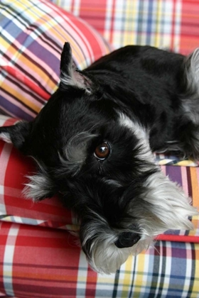 Picture of SCHNAUZER