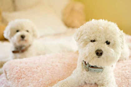 Picture of BICHONS