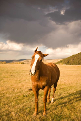 Picture of OUT IN THE PASTURE I