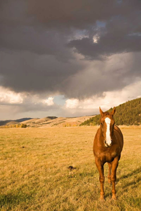 Picture of OUT IN THE PASTURE II
