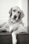 Picture of GOLDIE II