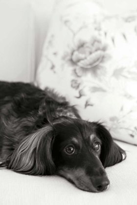Picture of DACHSHUND