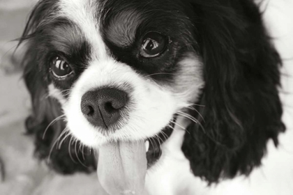 Picture of KING CHARLES SPANIEL