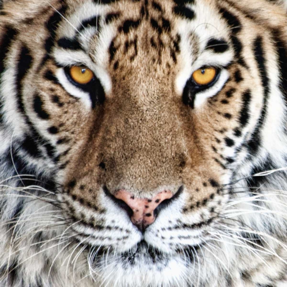 Bengal shop tiger eyes