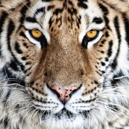 Picture of BENGAL TIGER EYES