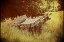 Picture of COUNTRY WAGON