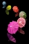 Picture of COCKTAIL UMBRELLAS VIII
