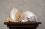 Picture of SEASHELL STILL LIFE I