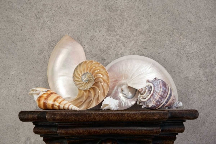 Picture of SEASHELL STILL LIFE I