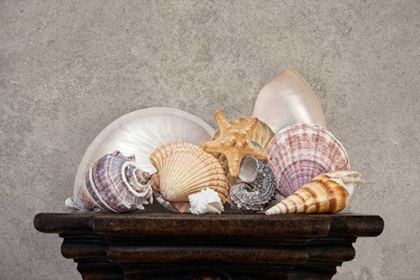 Picture of SEASHELL STILL LIFE II
