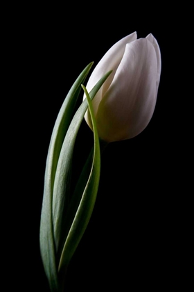 Picture of TULIPS III