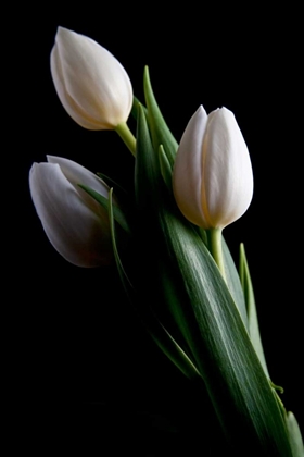 Picture of TULIPS IV