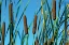Picture of CATTAILS II