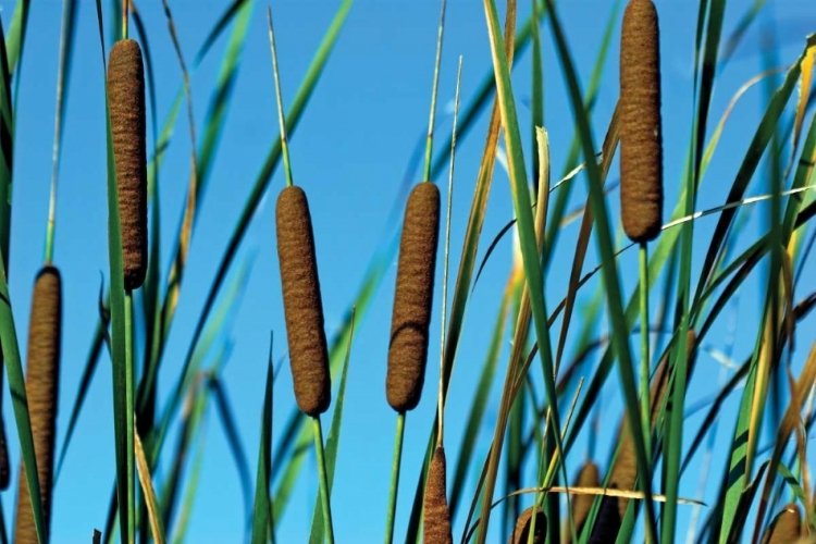 Picture of CATTAILS II