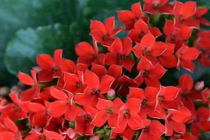 Picture of RED FLOWERS