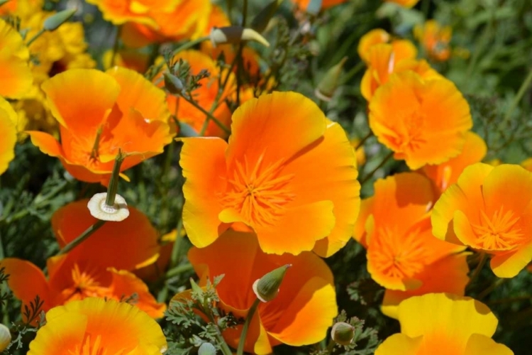 Picture of ORANGE FLOWERS