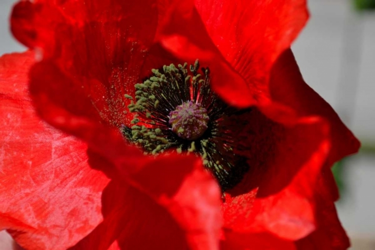 Picture of RED POPPY I