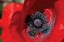 Picture of RED POPPY II