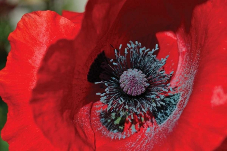 Picture of RED POPPY II