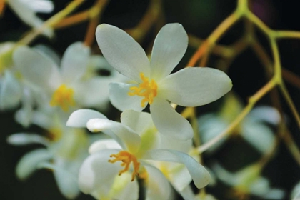 Picture of WHITE ORCHIDS I