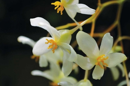 Picture of WHITE ORCHIDS II