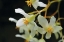 Picture of WHITE ORCHIDS II