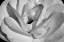 Picture of MACRO FLOWER I