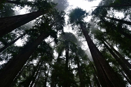 Picture of REDWOODS I