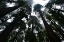 Picture of REDWOODS I
